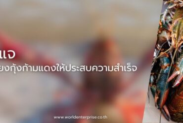 10 กุญแจสำคัญในการเลี้ยงกุ้งก้ามแดงให้ประสบความสำเร็จ