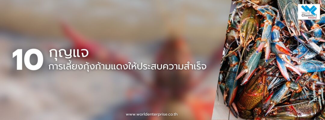 การเลี้ยงกุ้งก้ามแดง,เคมีภัณฑ์ราคาถูก,เคมีภัณฑ์ลำพูน,ขายส่งเคมีภัณฑ์,เคมีภัณฑ์ภาคเหนือ,เคมีลำพูนเวิลด์เคมีคอลเอ็นเตอร์ไพร์,จำหน่ายเคมีภัณฑ์ครบวงจร,เคมีภัณฑ์ใกล้ฉัน.ร้านขายเคมี,worldchemical