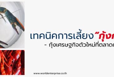 เทคนิคการเลี้ยงกุ้งก้ามแดง กุ้งเศรษฐกิจตัวใหม่ที่ตลาดต้องการ