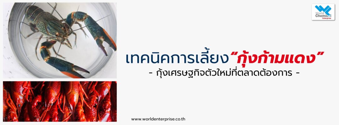 เลี้ยงกุ้งก้ามแดง,เคมีภัณฑ์ราคาถูก,เคมีภัณฑ์ลำพูน,ขายส่งเคมีภัณฑ์,เคมีภัณฑ์ภาคเหนือ,เคมีลำพูนเวิลด์เคมีคอลเอ็นเตอร์ไพร์,จำหน่ายเคมีภัณฑ์ครบวงจร,เคมีภัณฑ์ใกล้ฉัน.ร้านขายเคมี,worldchemical