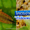 กำจัดเพลี้ยไฟ,เวิลด์เคมีคอลเอ็นเตอร์ไพร์ส,เคมีภัณฑ์ลำพูน,จำหน่ายเคมีภัณฑ์ครบวงจร,เคมีภัณฑ์ใกล้ฉัน,เคมีภัณฑ์ราคาถูก,เคมีภัณฑ์ลำพูน,ขายส่งเคมีภัณฑ์,เคมีภัณฑ์ภาคเหนือ,เคมีลำพูน