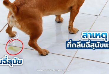 ปัญหาลดกลิ่นฉี่สุนัข : สาเหตุที่กลิ่นฉี่สุนัขแรงและไม่หาย ปัญหาลดกลิ่นฉี่สุนัข : สาเหตุที่กลิ่นฉี่สุนัขแรงและไม่หาย
