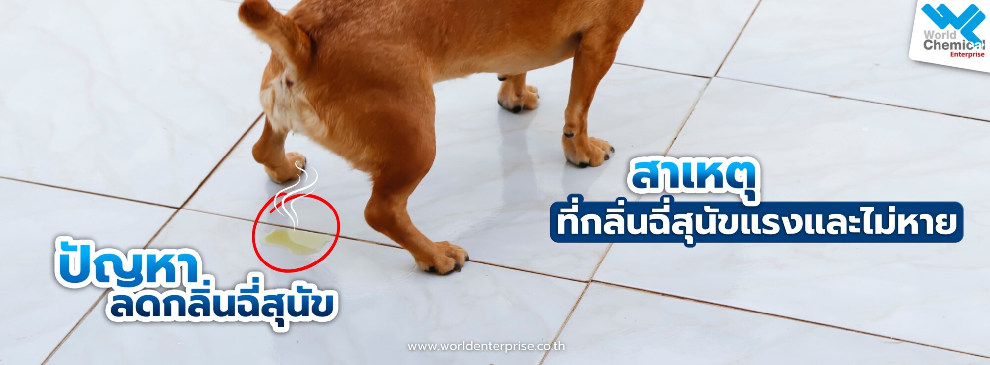 กลิ่นฉี่สุนัข,ลดกลิ่นฉี่สุนัข,น้ำยาดับกลิ่นฉี่สุนัข,น้ำยาเอนไซม์ดับกลิ่น,เคมีภัณฑ์ทำความสะอาด,เคมีภัณฑ์ลำพูน,ขายส่งเคมีภัณฑ์,เคมีภัณฑ์ภาคเหนือ,เคมีลำพูนเวิลด์เคมีคอลเอ็นเตอร์ไพร์ส,จำหน่ายเคมีภัณฑ์ครบวงจร,เคมีภัณฑ์ใกล้ฉัน,worldchemical,เวิลด์ลำพูน,worldenterprise